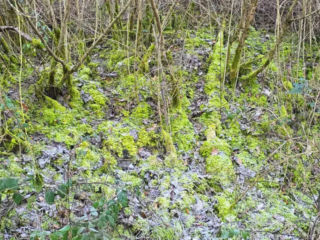 Bemoost und vereist. | Foto: Heidrun Rosenberger