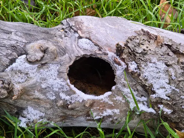 Toll für Igel und Eichhörnchen. | Foto: Heidrun Rosenberger