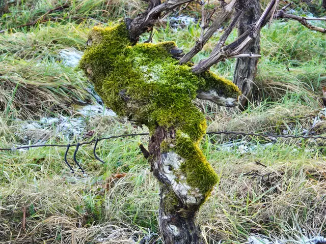 Was kann man hier erkennen?

Ich sehe ein Pferd, das auf dem Kopf steht. | Foto: Heidrun Rosenberger