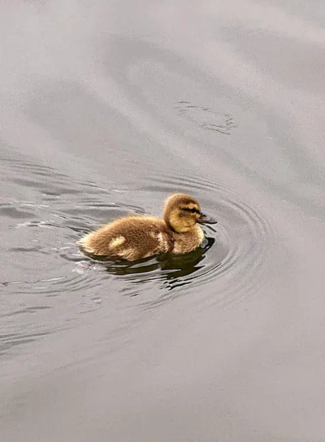 Foto: Heide Böllinger aus Bad Friedrichshall