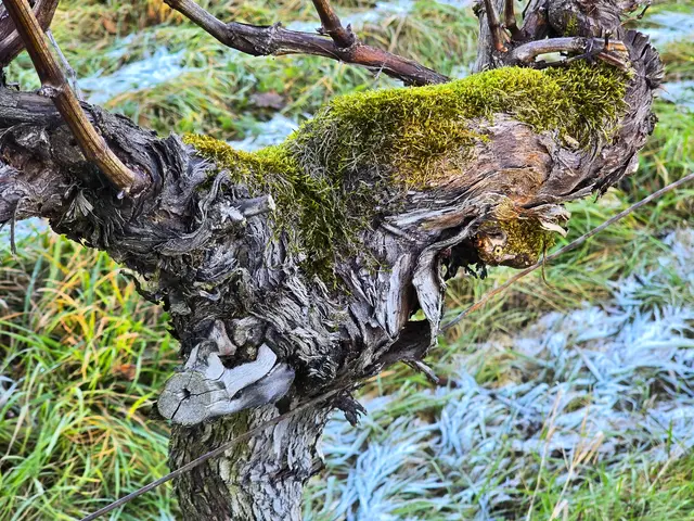 Foto: Heidrun Rosenberger