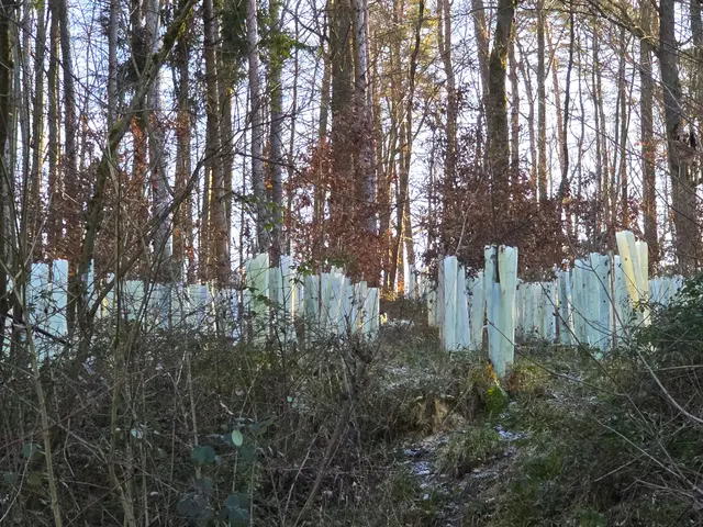 Hier wird aufgeforstet. | Foto: Heidrun Rosenberger