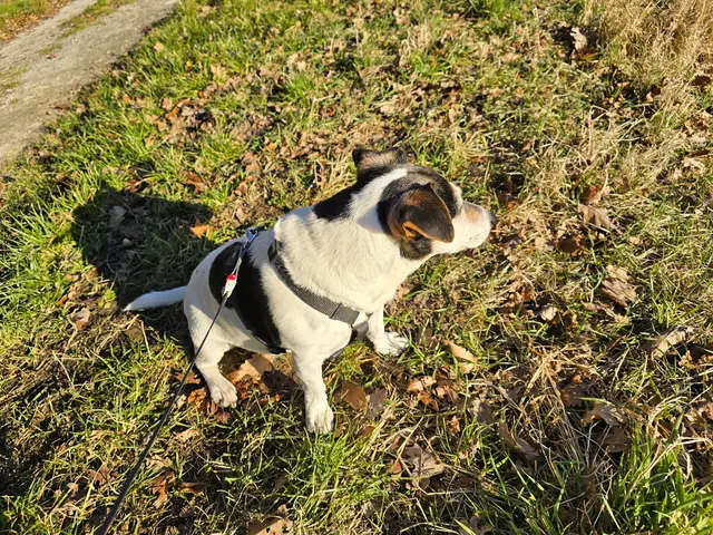 Auch Jacky geniesst die Aussicht. | Foto: Heidrun Rosenberger