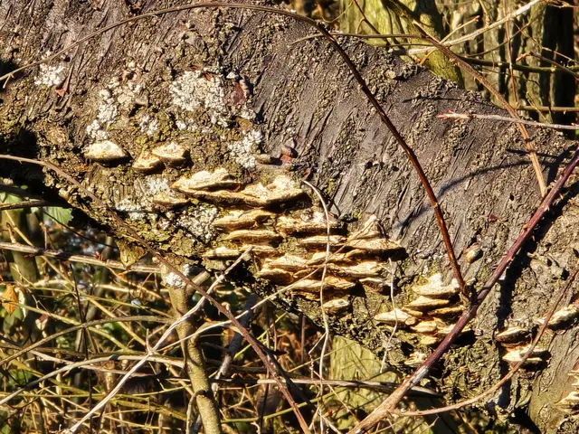 Foto: Heidrun Rosenberger