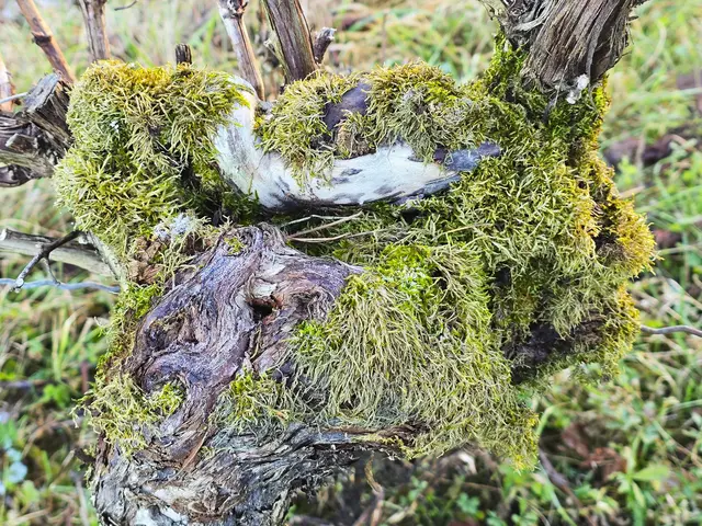 Was erkennt man hier? Fantasie ist gefragt.

Ein Ziegenbock beim Fressen!? So meine Interpretation. | Foto: Heidrun Rosenberger