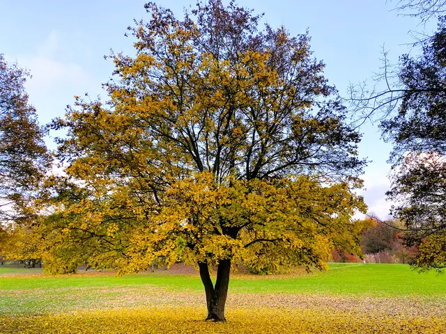 Foto: Heide Böllinger aus Bad Friedrichshall