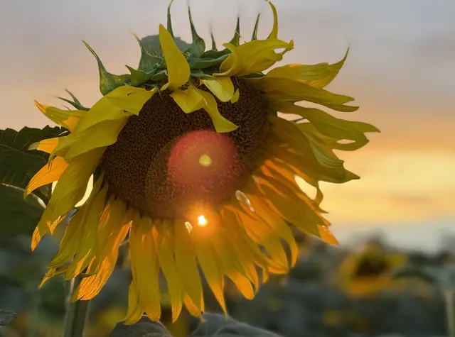 Sonne trifft auf Sonnenblume:-) | Foto: Moni Bordt