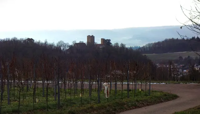 Burg Neipperg in Sichtweite. | Foto: Isolde Reitz