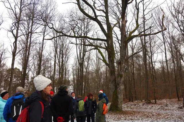 Beim Naturdenkmal 3 Eichen angekommen. | Foto: Isolde Reitz