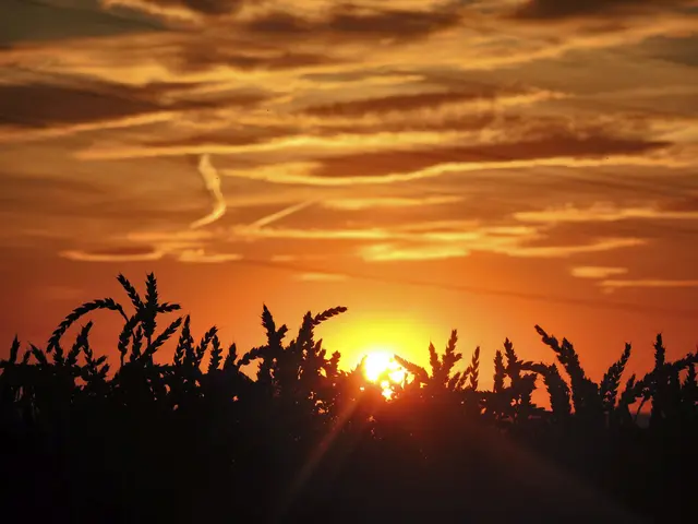 Sonnenuntergang am Weizenfeld | Foto: KHW