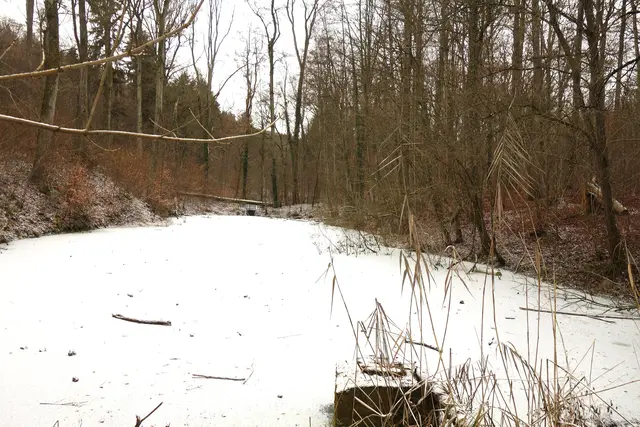 Der um 1900 von den Grafen Neipperg für die Eiskühlung angelegte Lochsee. | Foto: Isolde Reitz
