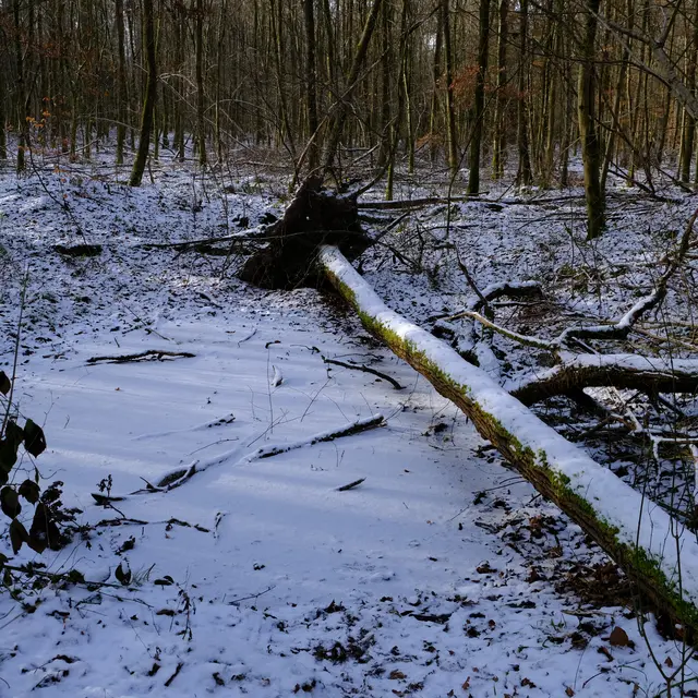 Foto: Eduard Warenik