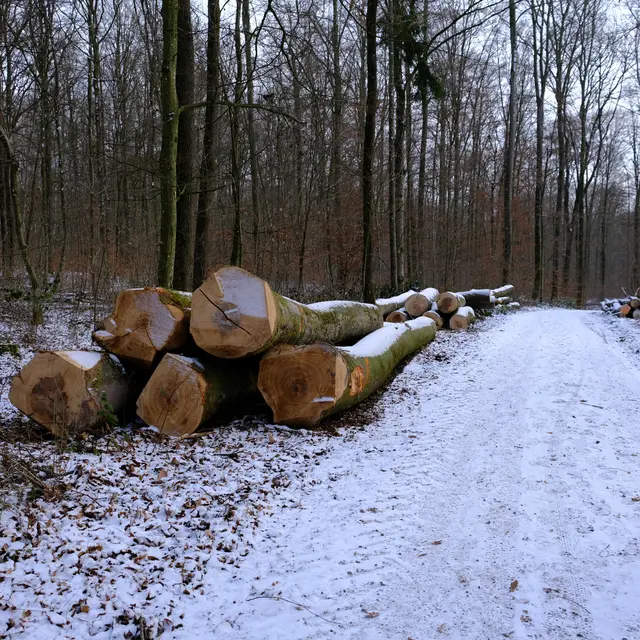 Foto: Eduard Warenik