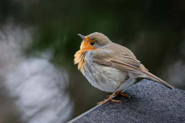 Foto: Elke Köbernick