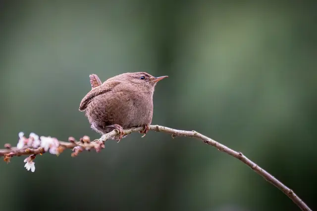 Foto: Elke Köbernick