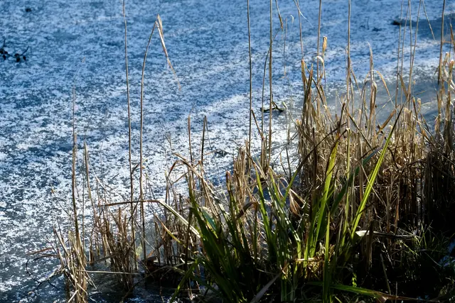 Hier schlafen die Libellen | Foto: ED
