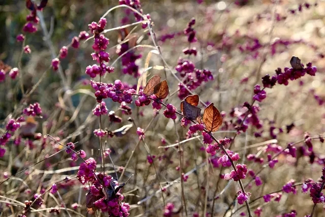 Am Wegesrand | Foto: ED