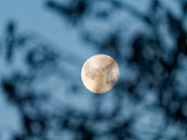 Mond hinterm Baum (I) | Foto: Jörg Haffelder