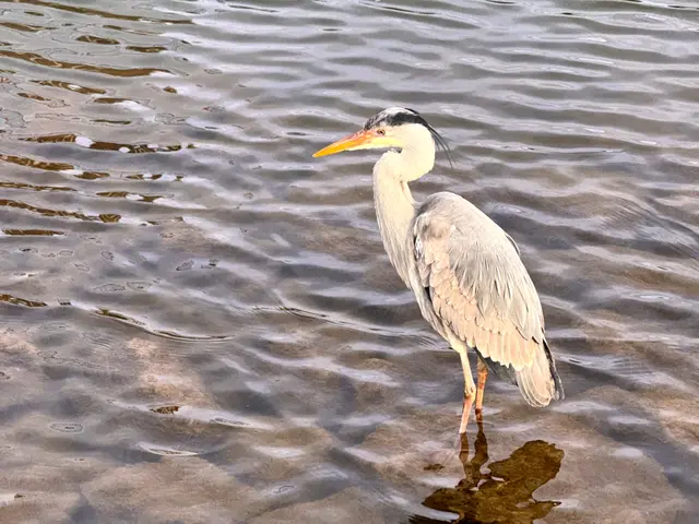 Foto: Heide Böllinger aus Bad Friedrichshall