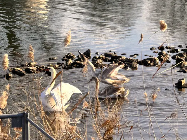 Foto: Heide Böllinger aus Bad Friedrichshall