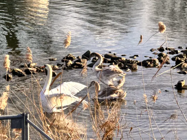 Foto: Heide Böllinger aus Bad Friedrichshall