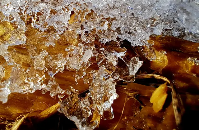 Eis überzieht Holz und Laub | Foto: Andreas Odey