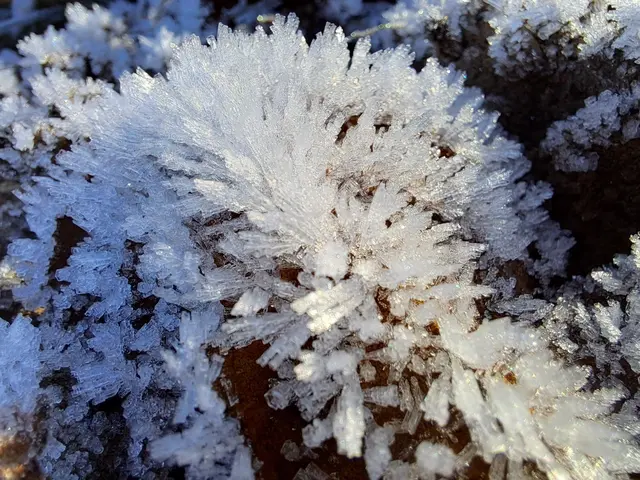 Eisblumen in 3D | Foto: Andreas Odey