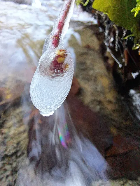 'Frostschutz' mal anders und individuell | Foto: Andreas Odey