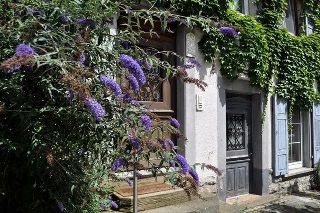 Bad Rappenau-Heinsheim | Foto: Daniela Somers