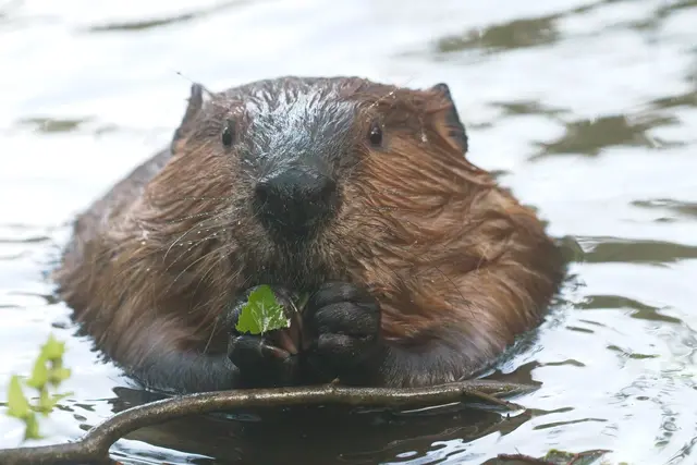 Der Biber gestaltet Flusslandschaften und Auen so, dass dort für viele Arten neue Habitate entstehen. Dies führt jedoch auch zu Konflikten mit menschlichen Nutzungen. | Foto: Foto von Slipacre auf Pixabay