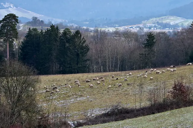 Eine Schafherde weidet unbeeindruckt von der Kälte und sucht sich frisches Gras und Wildkräuter.  | Foto: Michael Harmsen