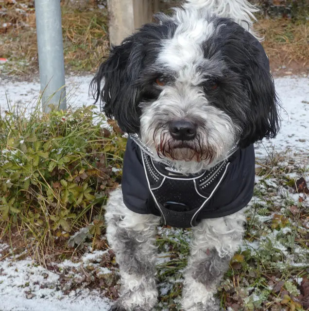 Ja Zorro, es gibt noch Leckerli-Nachschub :-))). | Foto: sigischlottke