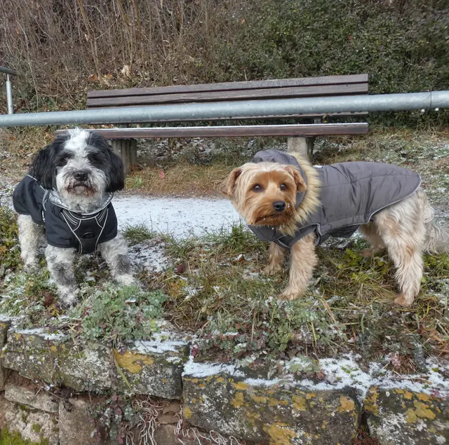 Zorro und Lilly suchen derweil Leckerli, zwischendurch wird aber auch mal geschaut, ob wir noch alle da sind.  | Foto: sigischlottke