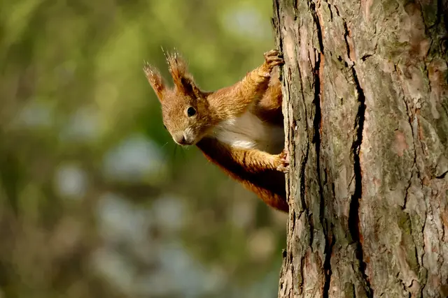 Wo habe ich nur die Nuss versteckt | Foto: ED