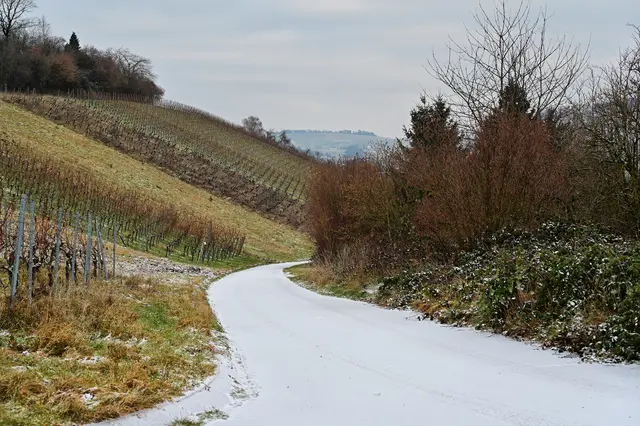Herrlich dieser Weg zwischen Reben und Büschen. | Foto: Michael Harmsen