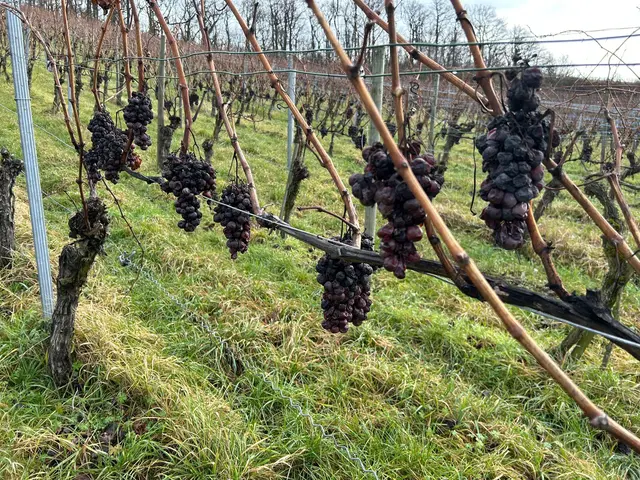 Wurden die vergessen | Foto: Albverein Weinsberg