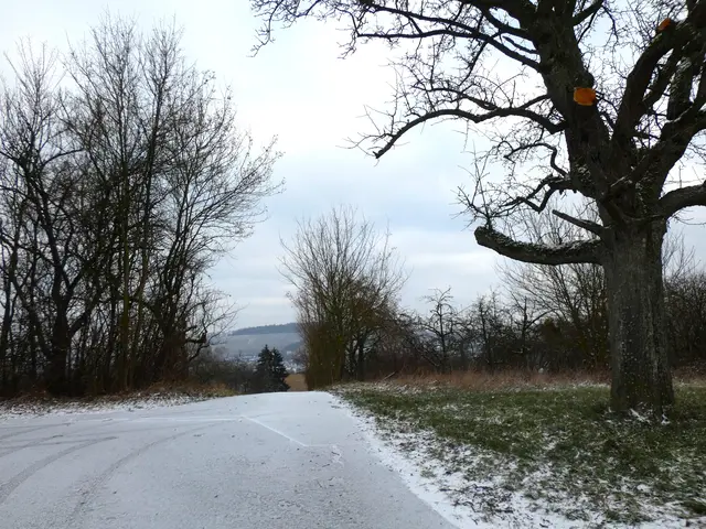 Ein alter Baum wacht neben dem Weg. | Foto: sigischlottke