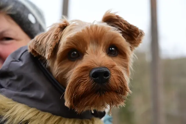 Lilly ist froh, dass sie ab und zu getragen wird, vor allem, wenn die Wanderer irgendwo stehen bleiben. Mit ihren kurzen Beinchen hat sie trotz Mäntelchen schnell einen kalten Bauch und total kalte Pfoten. Nun kann sie auch entspannt den Fotografen betrachten.  | Foto: Michael Harmsen