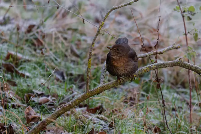 Foto: SAV OG Talheim