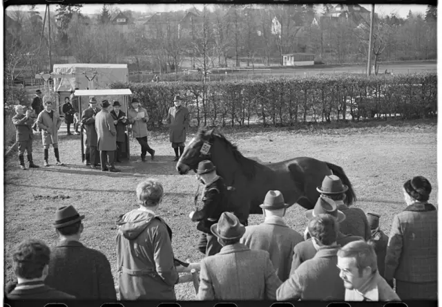 1970: Pferdemarkt am Gelände des Reitervereins am Trappensee. | Foto: Hermann Eisenmenger/Heilbronner Stimme/Stadtarchiv