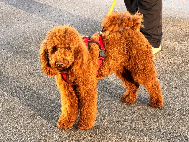 Foto: Heide Böllinger aus Bad Friedrichshall