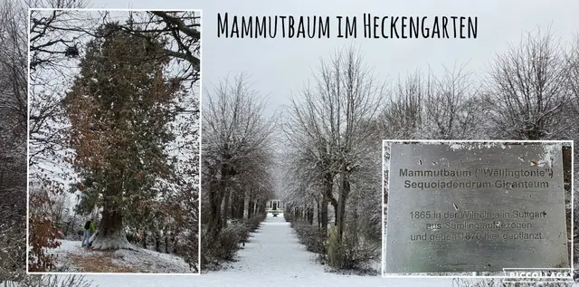Wow ... ein ganz besonderer Mammutbaum. | Foto: privat Sibylle Tröber