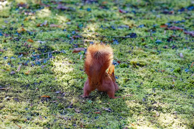 sieht ja keiner, was ich da mache  | Foto: WKY