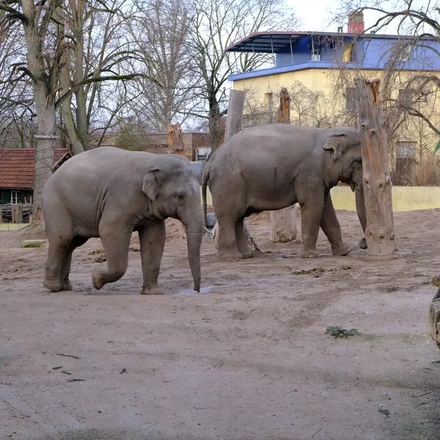 Asiatische Elefanten.  | Foto: Eduard Warenik