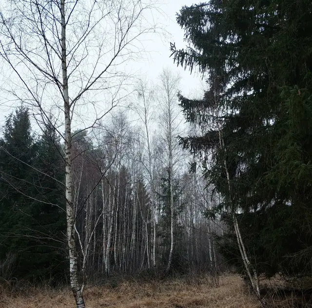 Der Waldenburger Bergsporn ist sehr feucht, so dass sich im Wald die Birken behaupten können. | Foto: Foto privat