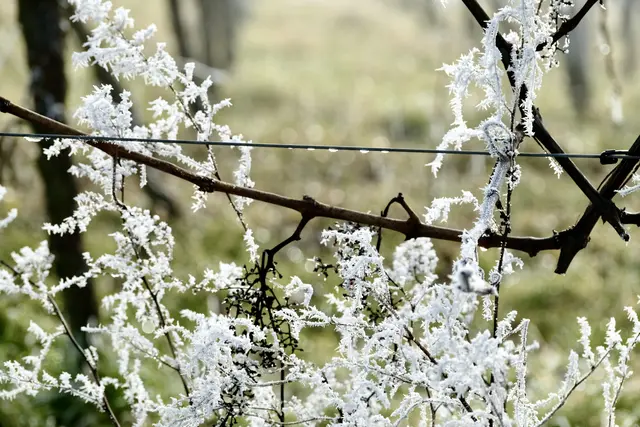 Foto: ED