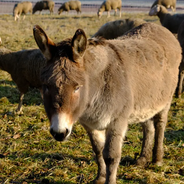 Foto: Eduard Warenik