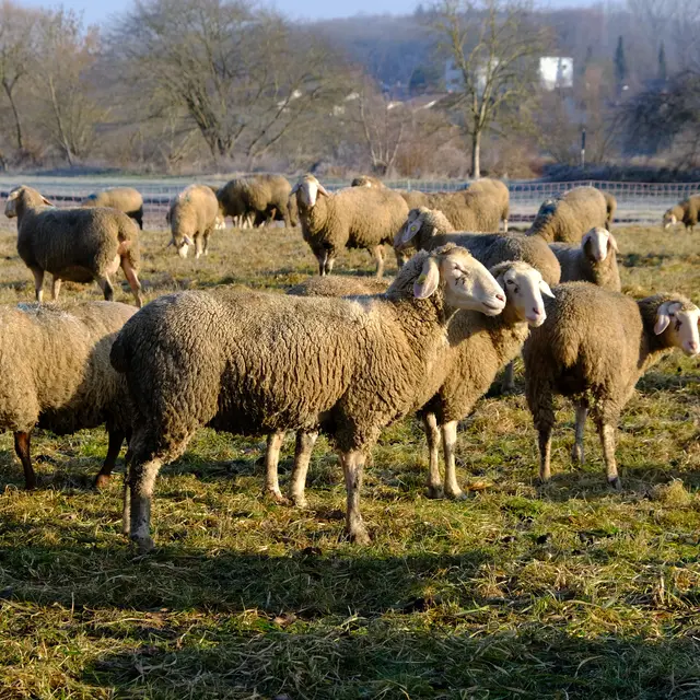 Schafe  | Foto: Eduard Warenik