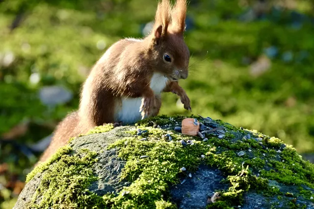 Die Heimatreporter haben immer was zum Anlocken dabei.  | Foto: Elektra Domesle