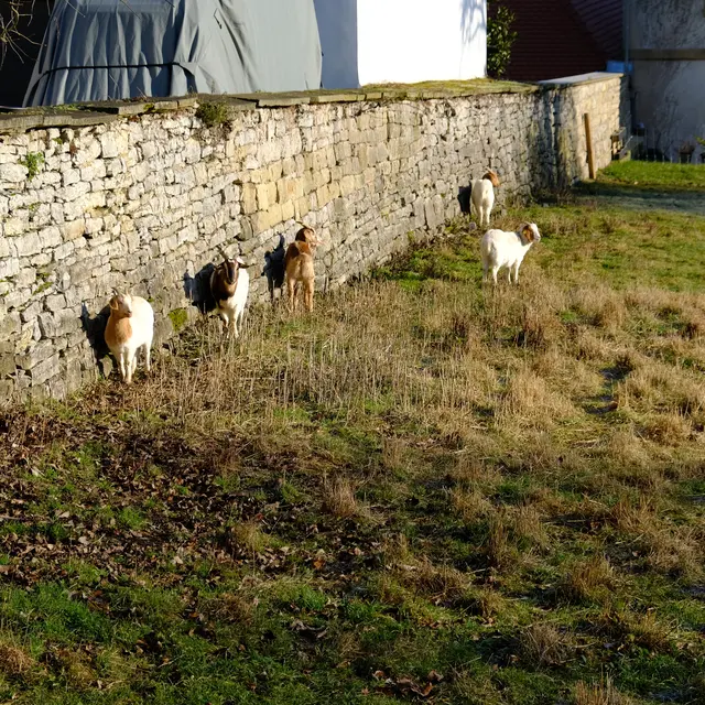 Burenziegen im Schlossgarten.  | Foto: Eduard Warenik